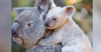 The pale hue is not due to albinism and the joey may go darker as she grows. Source: Australia Zoo.