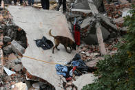 <p>A rescue dog searches for people among the rubble of a collapsed building after an earthquake hit Mexico City, Mexico, on Sept. 19, 2017. (Photo: Claudia Daut/Reuters) </p>