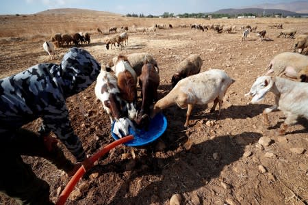 FILE PHOTO: Palestinian man waters goats and sheep in Jordan Valley in the Israeli-occupied West Bank