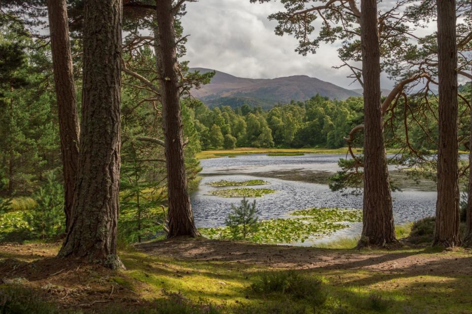 Three New Year nights in the Cairngorms dance to the tune of a Scottish ceilidh band and the bagpipes (Getty Images/iStockphoto)