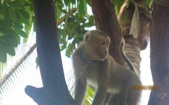 The monkeys are chained and forced to climb up trees to harvest coconuts - Peta Asia