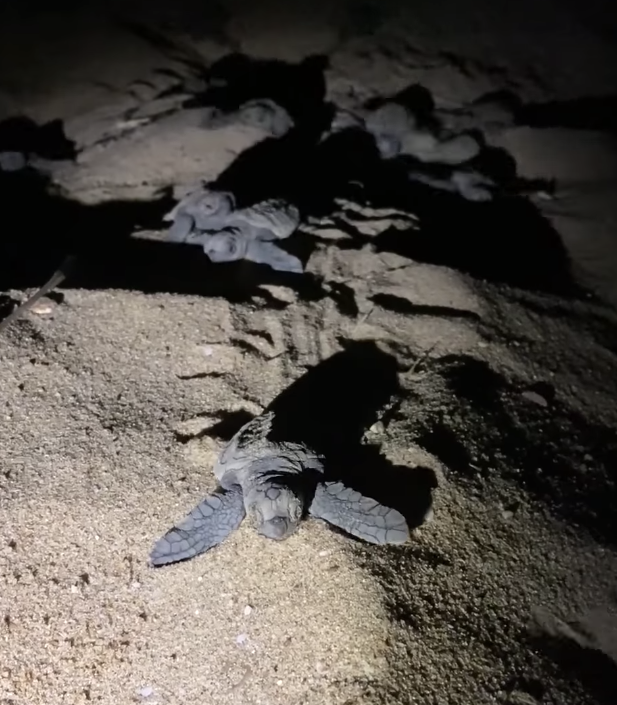 The hatchlings are guided by the moonlight to reach the ocean