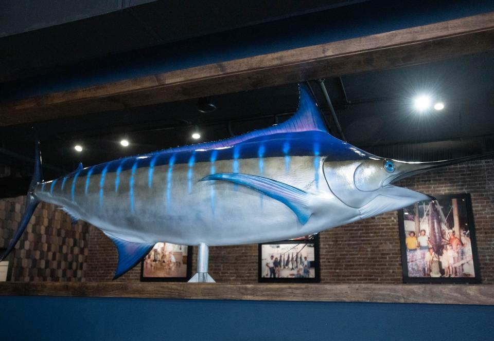 A life-size replica of a 828.4-pound blue marlin is displayed at the new Slick Lips Seafood & Oyster House restaurant on Palafox Place in downtown Pensacola on Thursday, Aug. 10, 2023. This record 828.4-pound blue marlin was caught by angler Glenn Summers and boat captain Gary Jarvis during the 2001 Pensacola International Billfish Tournament.
