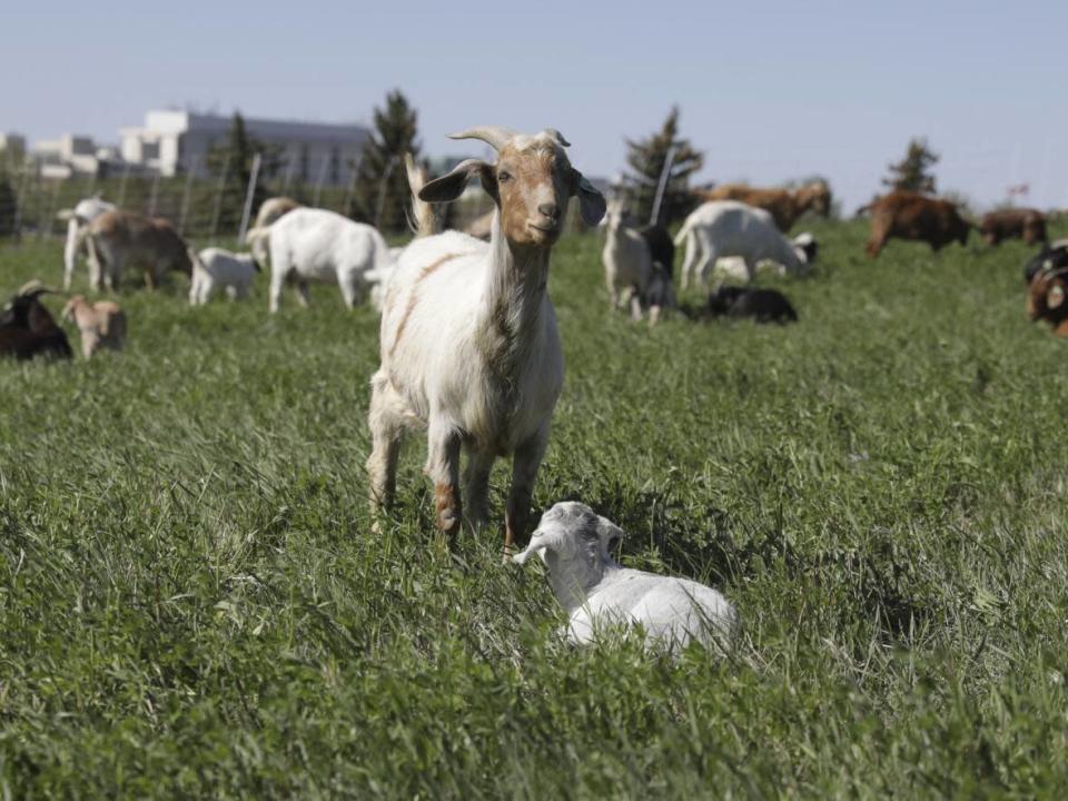 Sixty goats were brought in to manage invasive weed species on Wascana Hill in Regina. (Matt Howard/CBC - image credit)