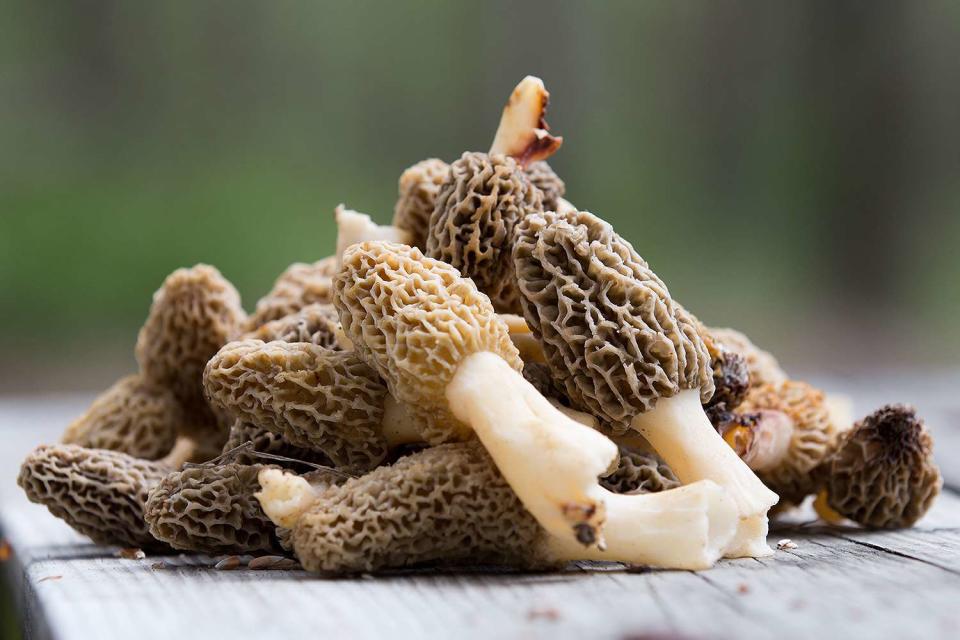 <p>Getty</p> Stock image of morel mushrooms