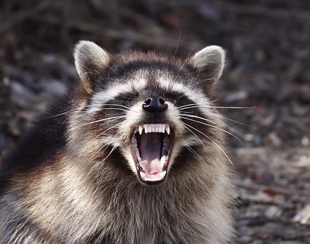 <p>Alan Vernon</p> An aggressive, territorial raccoon