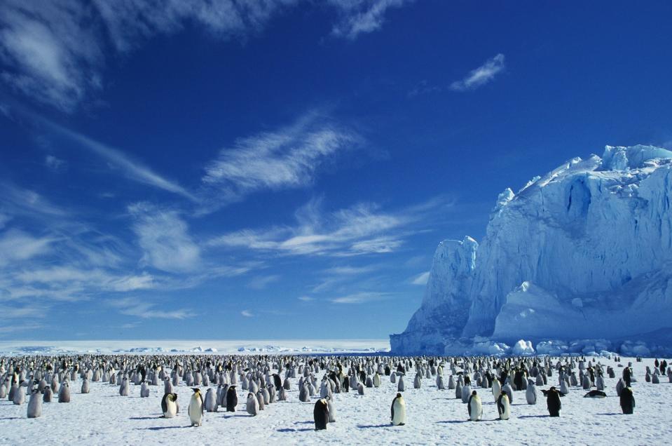 A colony of Emperor penguin on ice.