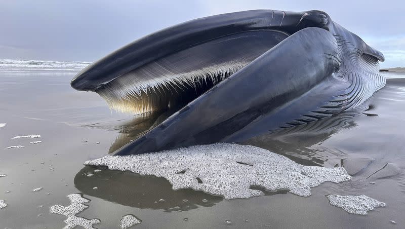 A 46-foot-whale is washed ashore on Monday, Feb. 12, 2024, on Sunset Beach State Park in Clatsop County, Ore. The whale had bite marks from orcas known as “rake marks.”