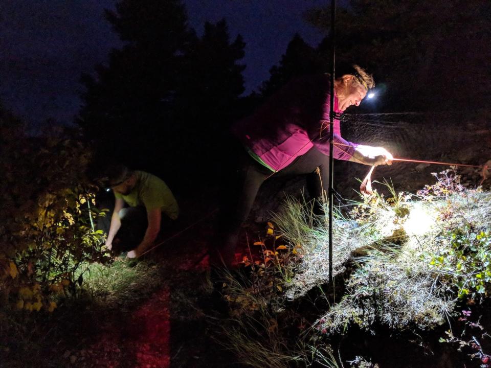 The team sets up mist nets early in the evening on a mountainside in central Montana. <cite>Sarah Olson/WCS</cite>