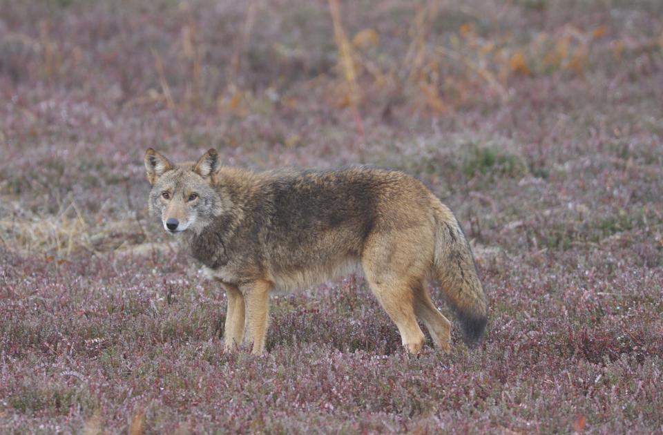 Peter Trull, a local naturalist, will give a talk on coyotes at the Garden Club of Yarmouth's January meeting.