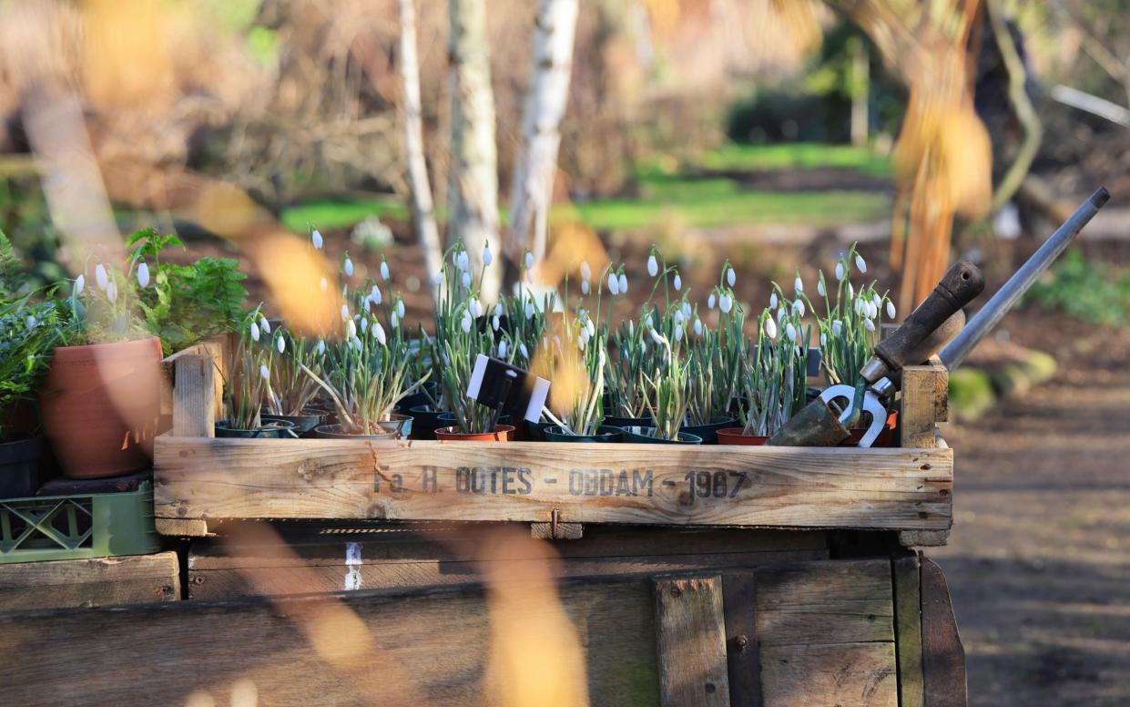 Snowdrops at the historic Chelsea Physic Garden, in January 2024