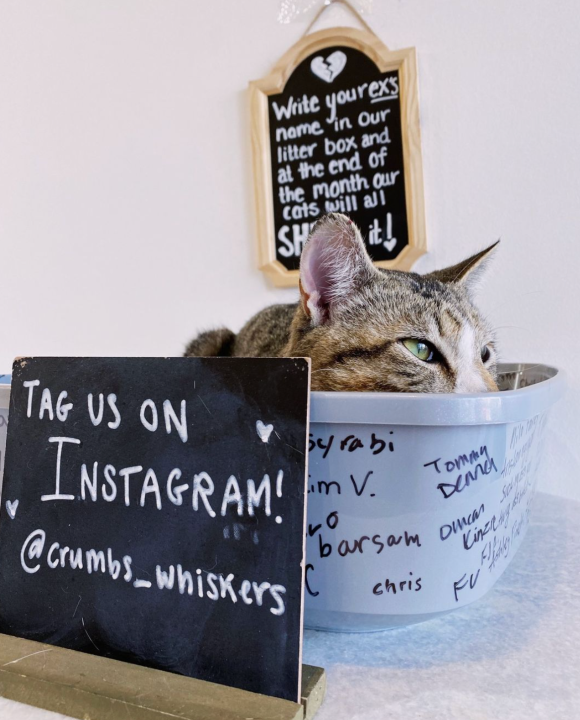 One of the cats from Crumbs & Whiskers is shown in this photo provided by the cat cafe.