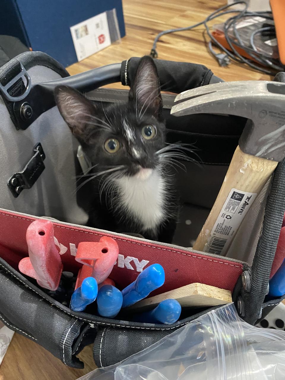 Una mujer transforma una caravana antigua en una casa para ella y sus gatos