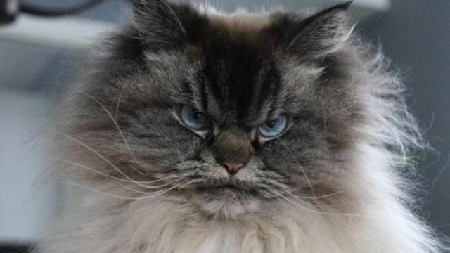 The world's grumpiest cat!