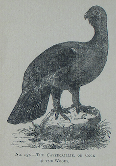 Early illustration of a capercaillie