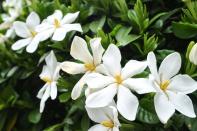 <p>This beautiful white flower is a regular in many perfumes, but it can also keep homes and rooms smelling fresh for months. Refresh your space with these stunning flowers.</p><p><a class="link " href="https://go.redirectingat.com?id=127X1599956&url=https%3A%2F%2Fwww.thompson-morgan.com%2Fp%2Fgardenia-crown-jewels%2Fp94550TM&sref=https%3A%2F%2Fwww.housebeautiful.com%2Fuk%2Fgarden%2Fplants%2Fg28899283%2Fplant-alternatives-air-fresheners%2F" rel="nofollow noopener" target="_blank" data-ylk="slk:BUY NOW;elm:context_link;itc:0;sec:content-canvas">BUY NOW</a></p>