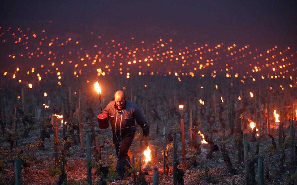 Workers and wine growers light heaters early in the morning to protect vineyards from frost damage outside Chablis - Credit: REUTERS