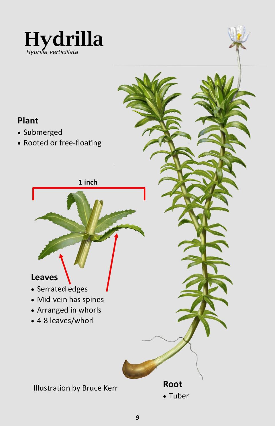 This graphic helps to identify the invasive aquatic plant hydrilla verticillata.