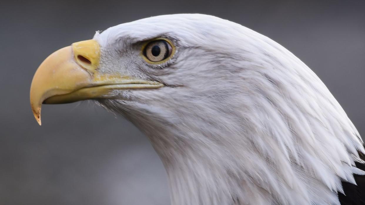 Ein Weißkopfseeadler (Haliaeetus leucocephalus) im Tierpark Berlin.