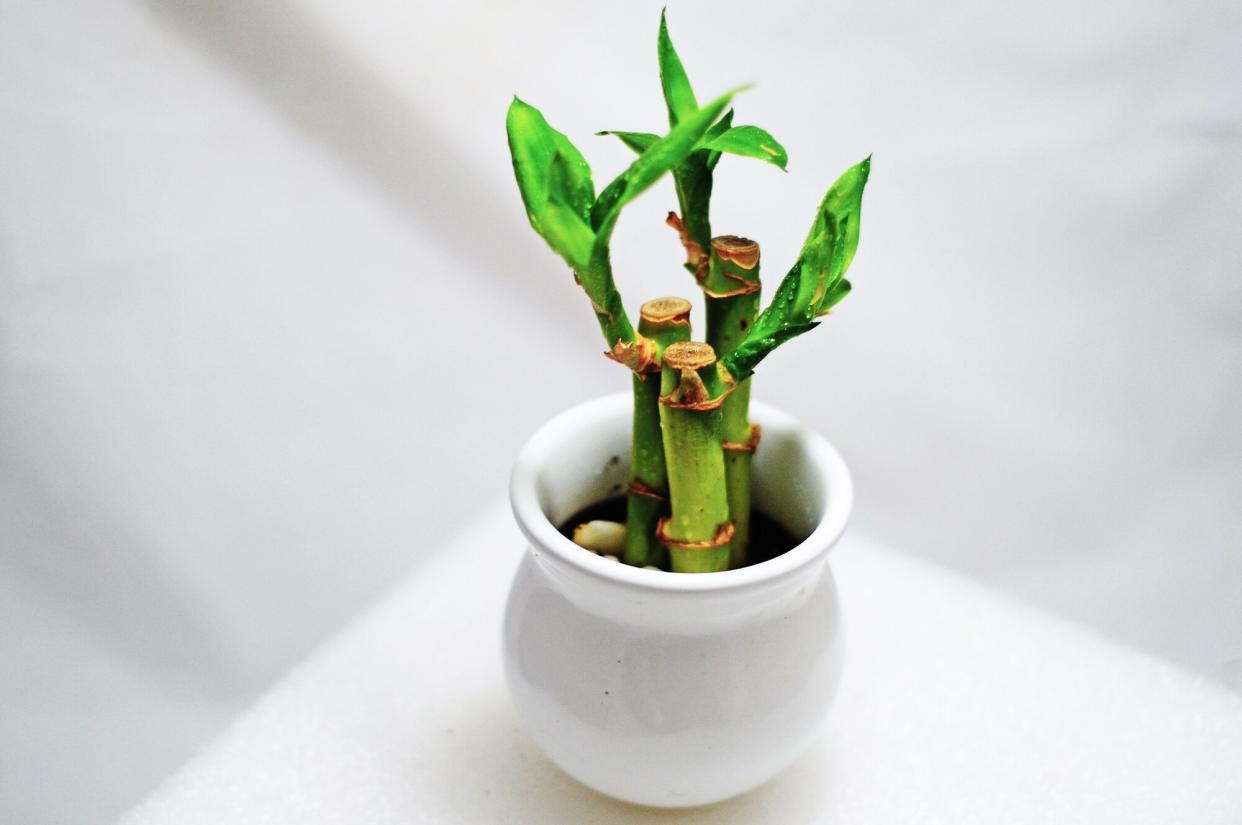 Lucky bamboo in planter