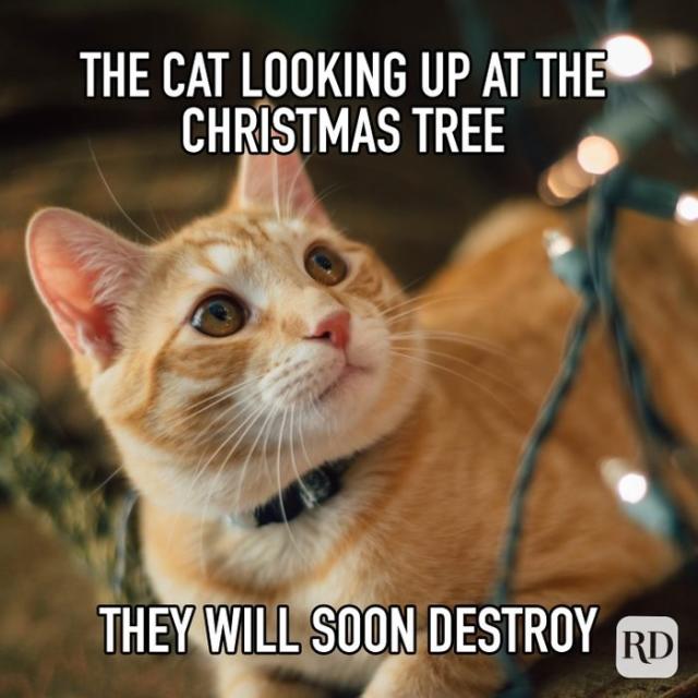 christmas cat meme