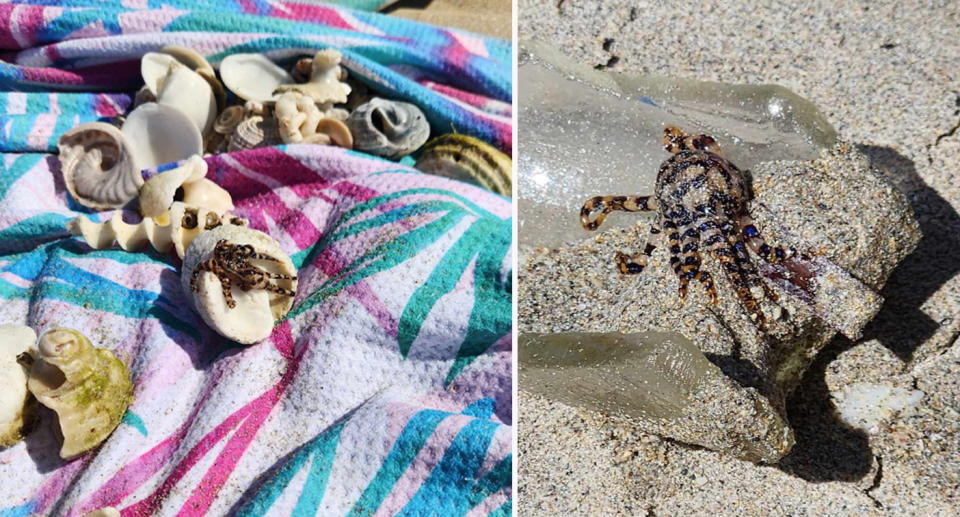 Blue-ringed octopus climbing out of shell onto colourful towel at beach. 