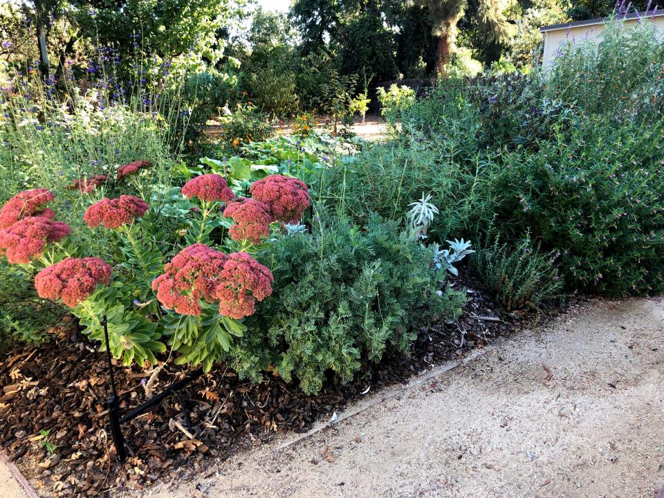 drought-resistant-plants-plan-a-landscape-that-is-more-environmentally