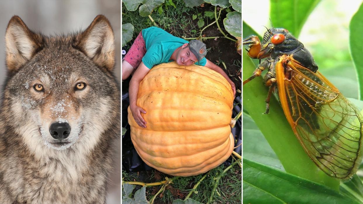 lifestyle weekend split wolf cicada pumpkin