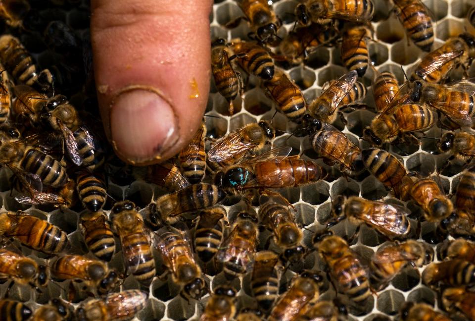 The Winterthur beekeeper, George Datto points out the queen bee, center with the blue head, of one of the hives while inspecting the beehive at the Winterthur in Wilmington on Tuesday, June 18, 2024.