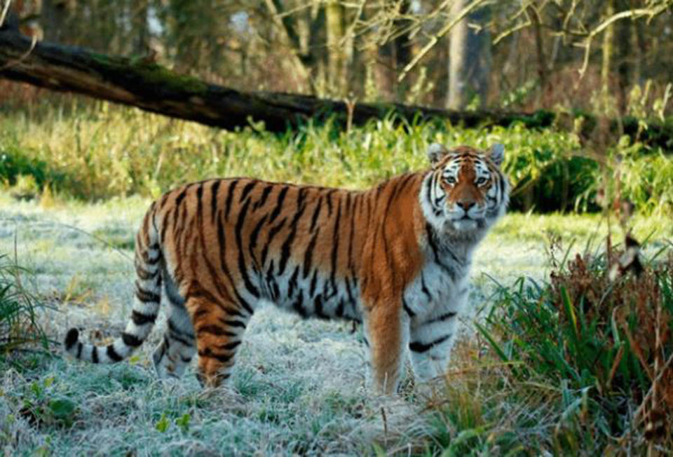Shouri, a female Amur tiger, died after getting into a fight with two other tigers at Longleat Safari Park. Source: AAP