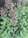 <p>A little bit tricky to grow, as it requires very well-drained acid soil, the false indigo plant fits in well with the wilder planting styles at Chelsea this year. A member of the pea family, like lupins, this is a great plant for pollinators and for the soil, as the roots add valuable nitrogen.</p><p>In Tony Woods' Garden Sanctuary by Hamptons, the baptisias stand out against the lush greens of angelica and honesty. With typically grey-green foliage and subtle flower spires, baptisias combine well with many early summer flowering plants including alliums, verbascums and poppies. Look out for delicious cultivars ‘Dark Chocolate’ and ‘Pink Truffle’.</p>