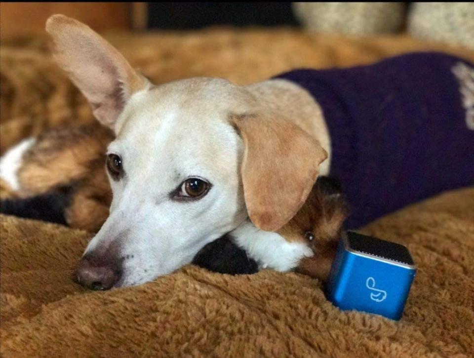 Pet Tunes Bluetooth Speaker. (Photo: Amazon)