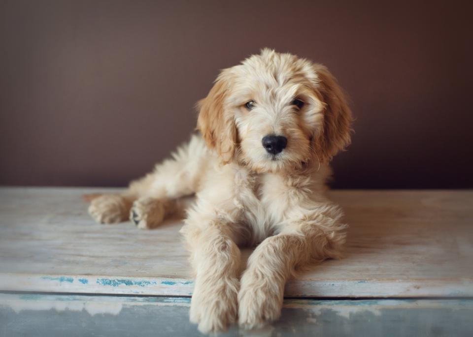 Fluffy Golden pup on bench