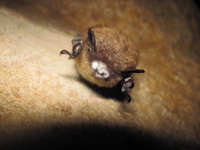 The fungus that causes White Nose Syndrome can be seen on the face of this bat found in a cave outside of Cascade County