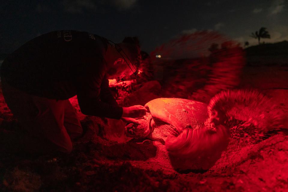 Justin Perrault, vice president of research at Loggerhead Marinelife Center, alongside colleague Madison Marsh (back), takes a blood sample and other data from a nesting, endangered green sea turtle in the middle of the night into the early morning hours in Juno Beach.