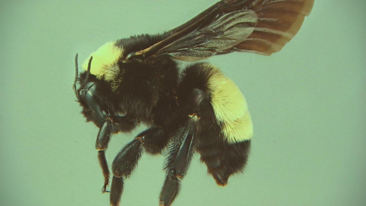 The American bumblebee — a species once more commonly seen buzzing around southern Ontario — is critically endangered, according to a study led by York University. (York University/CBC - image credit)