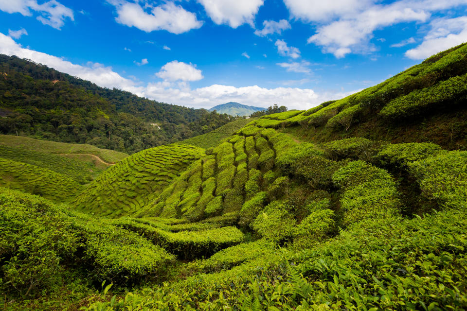 Nick plans to propose to Rachel in the Cameron Highlands in Malaysia.