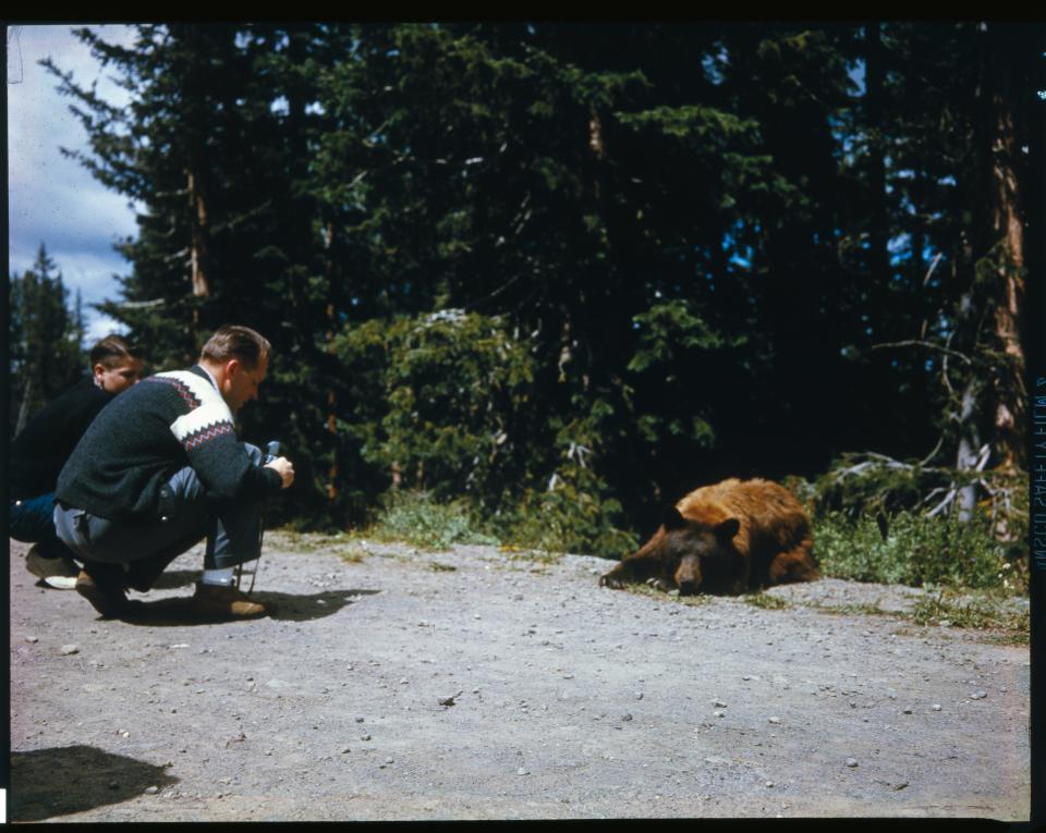 Men take photos of a bear cub at Yellowstone National Park