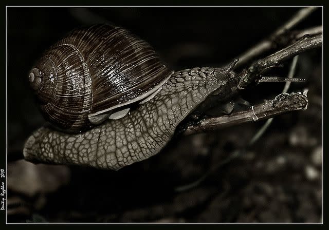 蝸牛和蛞蝓有大量寄生蟲 |Photo credit: dmitryzhkov on Visual hunt