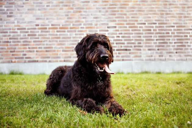 Labradoodle