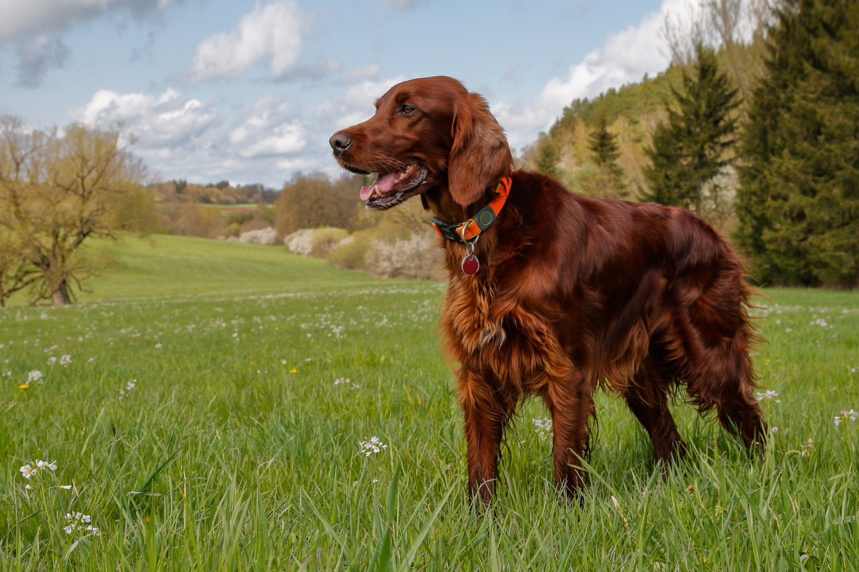 Irish Setter