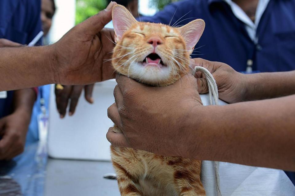 A cat is given a rabies vaccination in India (file photo). Public Health England is warning travellers to avoid coming into contact with animals when travelling to rabies affected countries due to the risk of catching the disease (AFP/Getty Images)