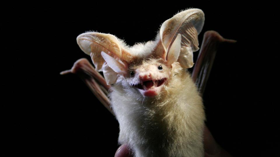 The desert long-eared bat (Otonycteris hemprichii) is found in North Africa and the Middle East.