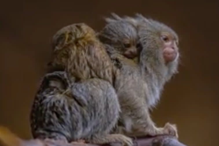 <p>Pygmy marmosets are among the smallest species of monkey in the world</p> (Chester Zoo)