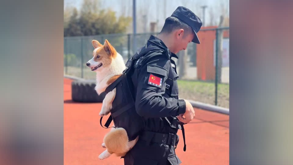 Fuzai is a reserve police dog and started training when he was two months old, according to state media. - Weifang public security bureau/Douyin