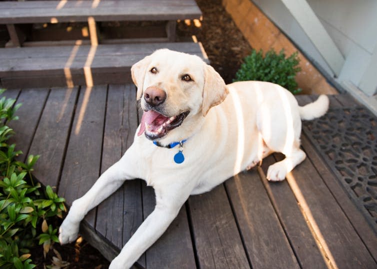 <span class="caption">Keep your dog in the shade on a hot day.</span> <span class="attribution"><span class="source">Shutterstock</span></span>