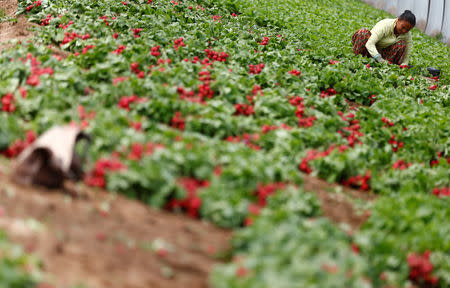 FILE PHOTO: A Sikh migrant worker picks radishes in a polytunnel in Bella Farnia, in the Pontine Marshes, south of Rome. Originally from India’s Punjab state, the migrant workers pick fruit and vegetables for up to 13 hours a day for between 3-5 euros ($3.30-$5.50) an hour, in Bella Farnia, Italy May 20, 2019. REUTERS/Yara Nardi