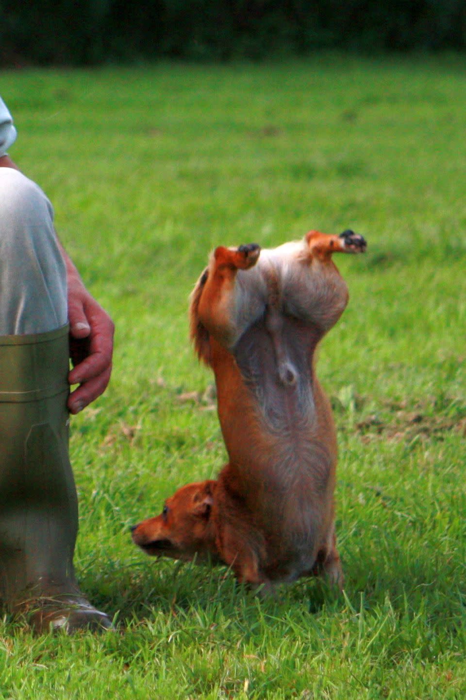 <p>Live footage of me trying to do downward facing dog. </p>