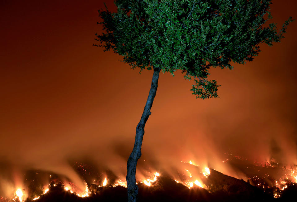 <p>SANTA CRUZ, CA – SEPTEMBER 27: Flames continue to scorch the area in California’s Santa Cruz Mountains on September 27, 2016. The Loma Prieta Fire has charred more than 1,000 acres. Evacuation orders have been issued for people in about 300 structures near the fire. (Tayfun Coskun/Anadolu Agency/Getty Images) </p>