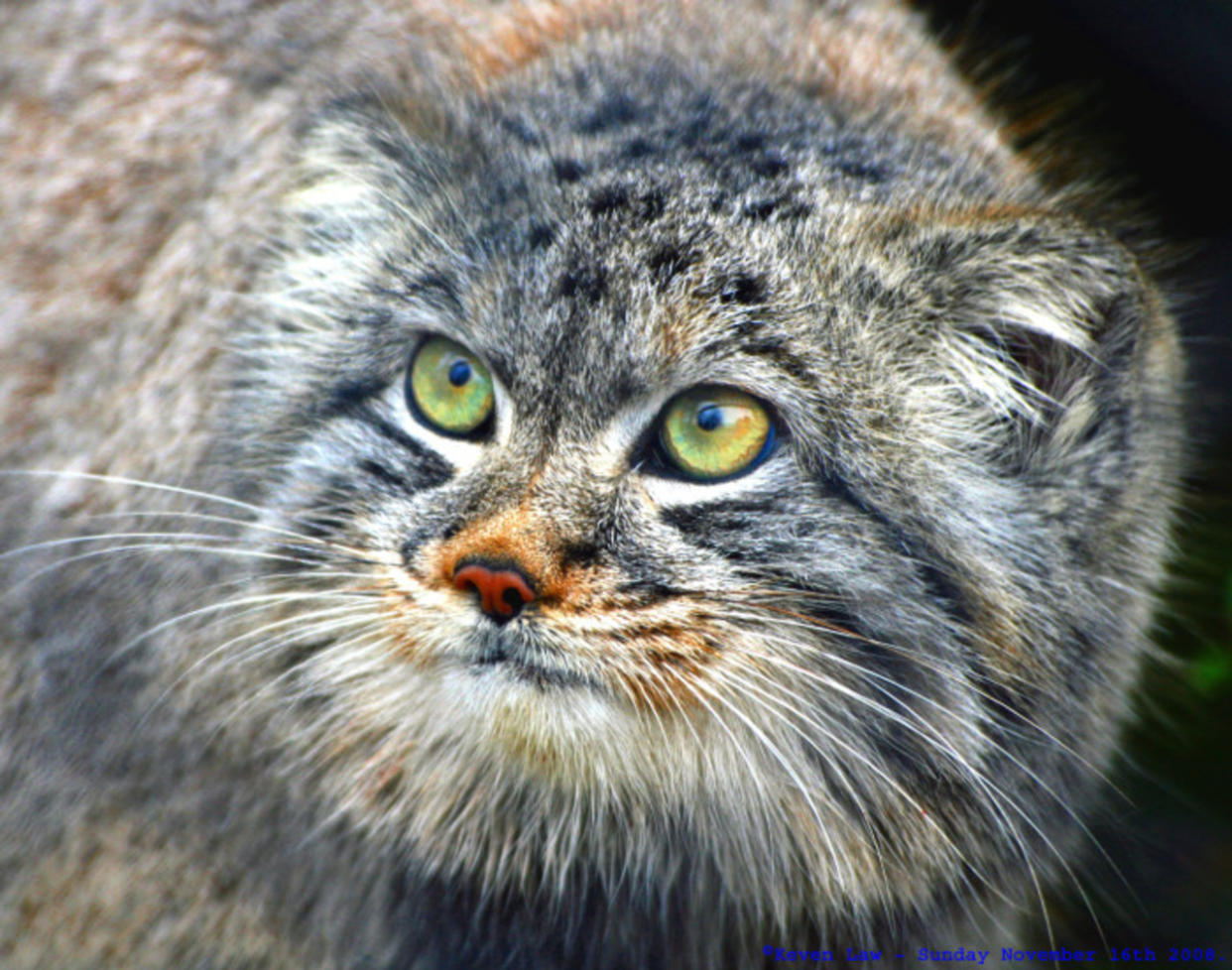 Pallas's cats found living 'at the top of the world'